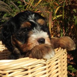 Bernedoodle, Goldendoodle, and Sheepadoodle Puppies from Country Meadow Doodles