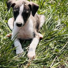 Whippet Puppies from Hertzog  Whippets