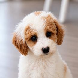 Apollo - Parti male Goldendoodle puppy in Ottawa, Ohio from Simply Beautiful Goldendoodles