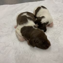TBD - Liver and white male German Shorthaired Pointer puppy in Albany, Texas from Big Country Kennels