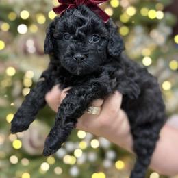 Godiva - Black female Goldendoodle puppy in Miami, Florida from Jade’s Paws & Co. Of Miami LLC