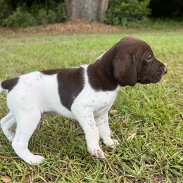 Fir - Liver and white male German Shorthaired Pointer puppy in Georgia from CMC Farms