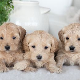 Maltipoo, Shichon, and Shihpoo Puppies from Timbercreek Puppies