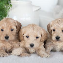 Maltipoo, Shichon, and Shihpoo Puppies from Timbercreek Puppies