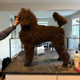 Belle - Blue female Poodle puppy in Walpole, Massachusetts from Beyond the Standard