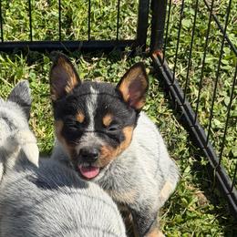 Maggie - Blue speckled female Australian Cattle Dog puppy in Rosharon, Texas from 4Surge Cattle Dogs
