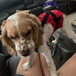 Cocker Spaniels from Sadiemae's Pups