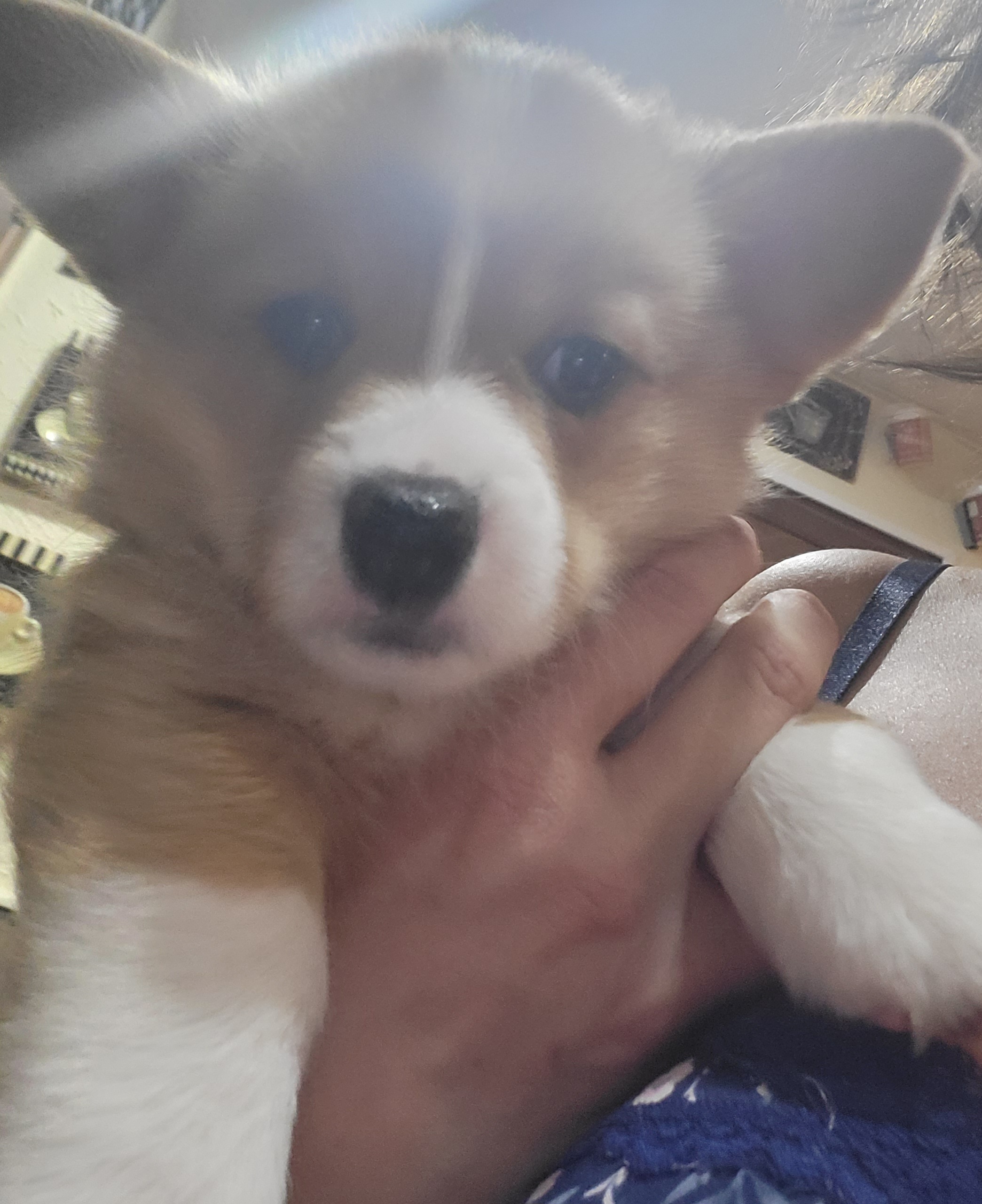 Pembroke Welsh Corgi Puppies from Michelle's House of Corgi's