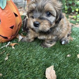 Hank - Fawn sable male Havanese puppy in Four Corners, Florida from Charlie’s Havanese Angels