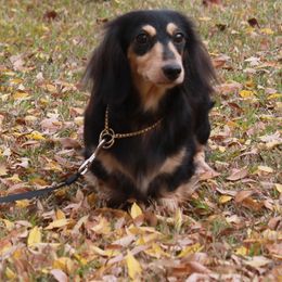 Melanie - Dachshund