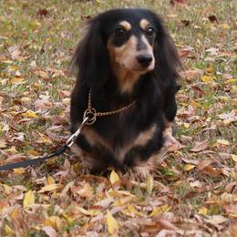 Melanie - Dachshund