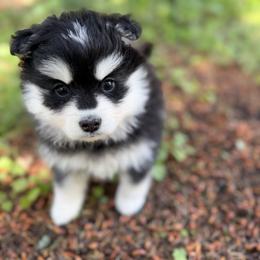 Minnow - Black and white female Pomsky puppy in Auburn, Washington from Periwinkle Pomskies