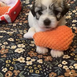 Coton de Tulear Puppies from Catawba Cotons