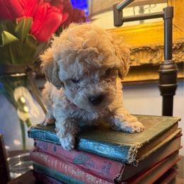Tiffany - Apricot female Poodle puppy in Taylorsville, North Carolina from SilverLining highlands and hounds