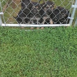 German Shepherd Puppies from Hacker Haus GSDs