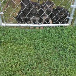 German Shepherd Puppies from Hacker Haus GSDs