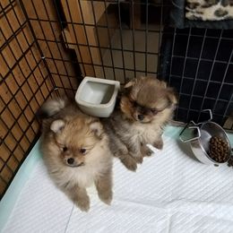 Pomeranian Puppies from Dreamweaver Poms