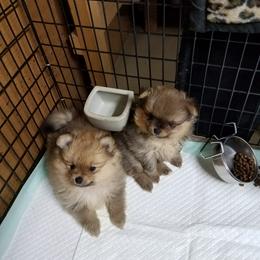 Pomeranian Puppies from Dreamweaver Poms