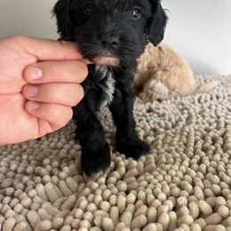 Boy 4 - Black male Cockapoo puppy in Birdsboro, Pennsylvania from Cooper Family Cockapoos