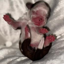Chocolate Parti - Liver and white male Shih Tzu puppy in Albany, New York from Precious Shihpoo’s and Luxurious Shih Tzu’s