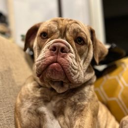 Bulldogs from Streetlight Bulldogs