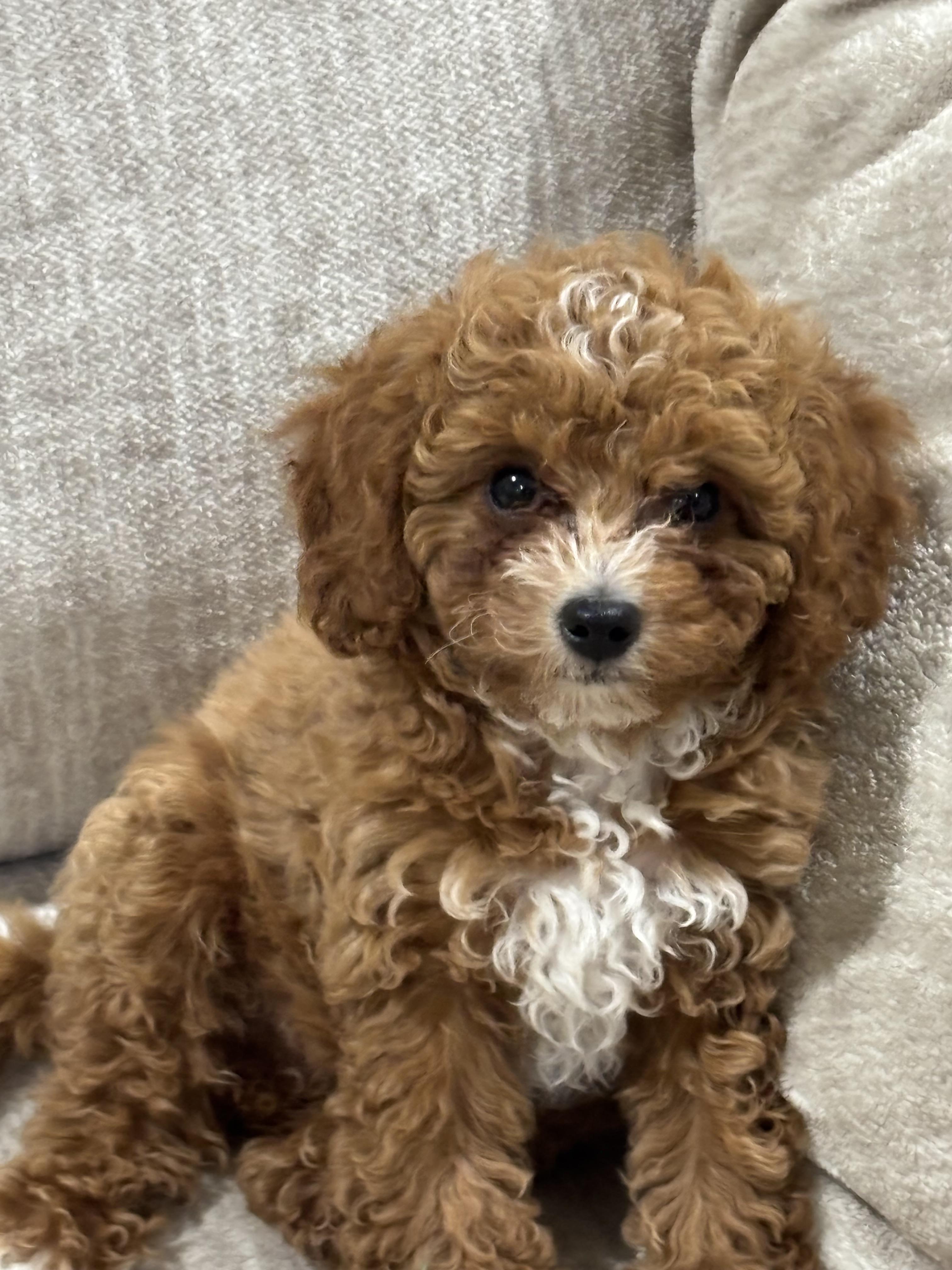 Lu’s Offspring in Texas | Cavapoo puppies | Good Dog