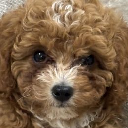 Cavapoos from Lu’s offspring
