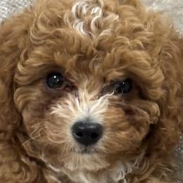 Cavapoos from Lu’s offspring