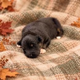 Clara - Black tri-color female Australian Shepherd puppy in Howardsville, Virginia from Spectacular Aussies and Cavaliers