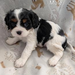 Streudal - Tri-color male Cavalier King Charles Spaniel puppy in Ashwood, Oregon from Kelly Hendrix's Cavalier King Charles Spaniels & Toy Australian Shepherds