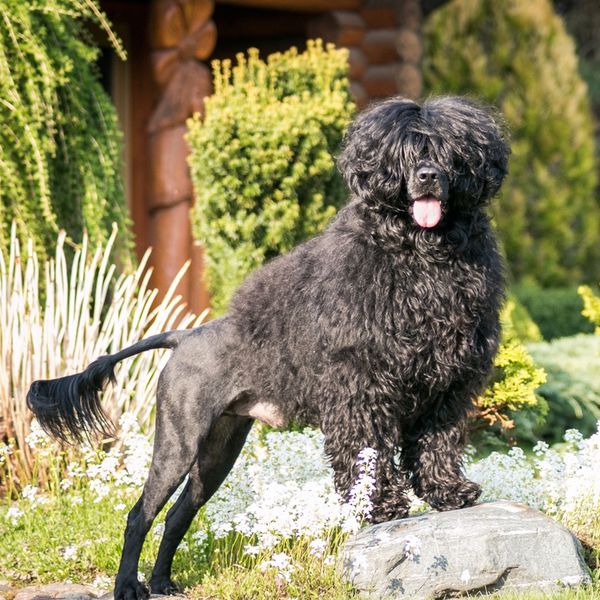 Cão de Água Português