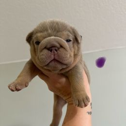 Abby - Lilac tri-color female Bulldog puppy in Hernando, Mississippi from Blues City Bulldogs