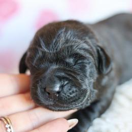 Female one - Black female Labrador Retriever puppy in Williamston, Sc, South Carolina from Dutton Dog Co & Dalla Grazia Doberman
