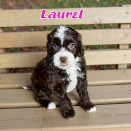Laurel - female Golden Mountain Doodle puppy in Banner Elk, North Carolina from Walnut Tree Bernedoodles