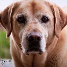Labrador Retriever All Grown Up from Amber Run Kennels
