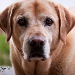 Labrador Retriever All Grown Up from Amber Run Kennels