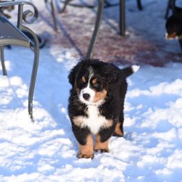 Bernese Mountain Dog Puppies from Must B Buffalo Berners