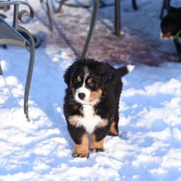 Bernese Mountain Dog Puppies from Must B Buffalo Berners