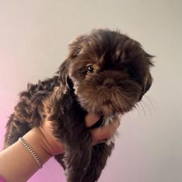Maggie - Chocolate female Shih Tzu puppy in Azusa, California from RJ Shih Tzu lover