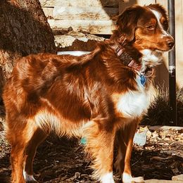 Miniature Australian Shepherds and Toy Australian Shepherds from Kinsley's Cuties & SouthPaw Creations