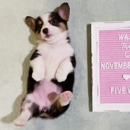 American Corgi and Pembroke Welsh Corgi Puppies from Whimsical Treasure Corgis