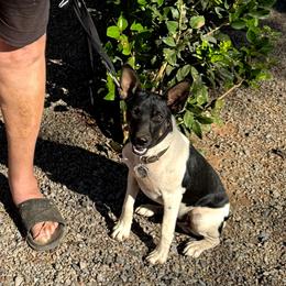 Obi - White black and tan male Rat Terrier puppy in El Cajon, California from Manumit Rat Terriers