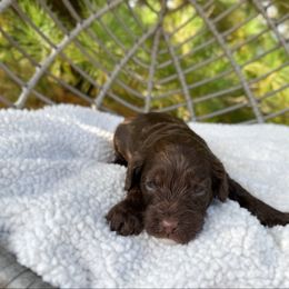 Roxie - Tri-color female Australian Labradoodle puppy in Wamego, Kansas from Doodles of Oz