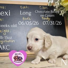 Lexi - Cream female Dachshund puppy in Hoquiam, Washington from Heyd's Mini Dachshunds