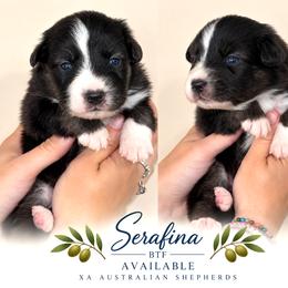 Serafina - Black tri-color female Australian Shepherd puppy in Gowen, Michigan from XA AUSTRALIAN SHEPHERDS