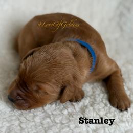 Stanley - Dark golden male Golden Retriever puppy in La Verne, California from 4LoveofGoldens