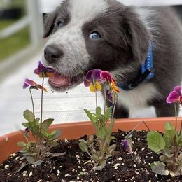 Border Collies from Haven Creek Farm