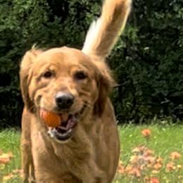 Golden Retriever Puppies from Graceful Goldens