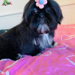 Shih Tzu puppies from Precious Paws Shih tzus
