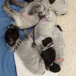 German Shorthaired Pointer Puppies from Brija German Shorthaired Pointers